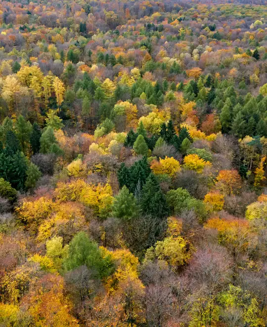 Wald